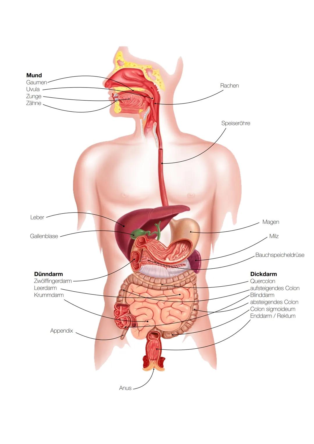 KLAUSUR
VERDAUUNGSTRAKT Oberer Verdauungsabschnitt
Mundhöhle mit Junge, Zähne,
Speicheldrüsen & Gaumen
- Rachen
- Speiseröhre
Mittlerer Verd