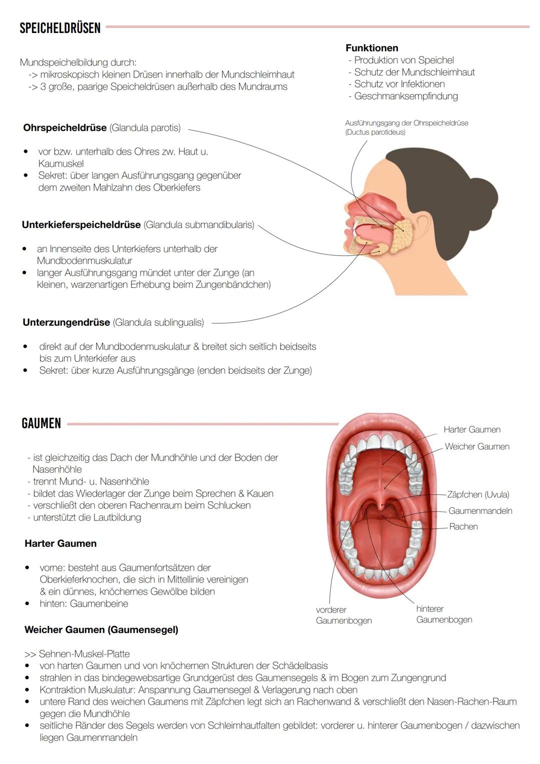 KLAUSUR
VERDAUUNGSTRAKT Oberer Verdauungsabschnitt
Mundhöhle mit Junge, Zähne,
Speicheldrüsen & Gaumen
- Rachen
- Speiseröhre
Mittlerer Verd