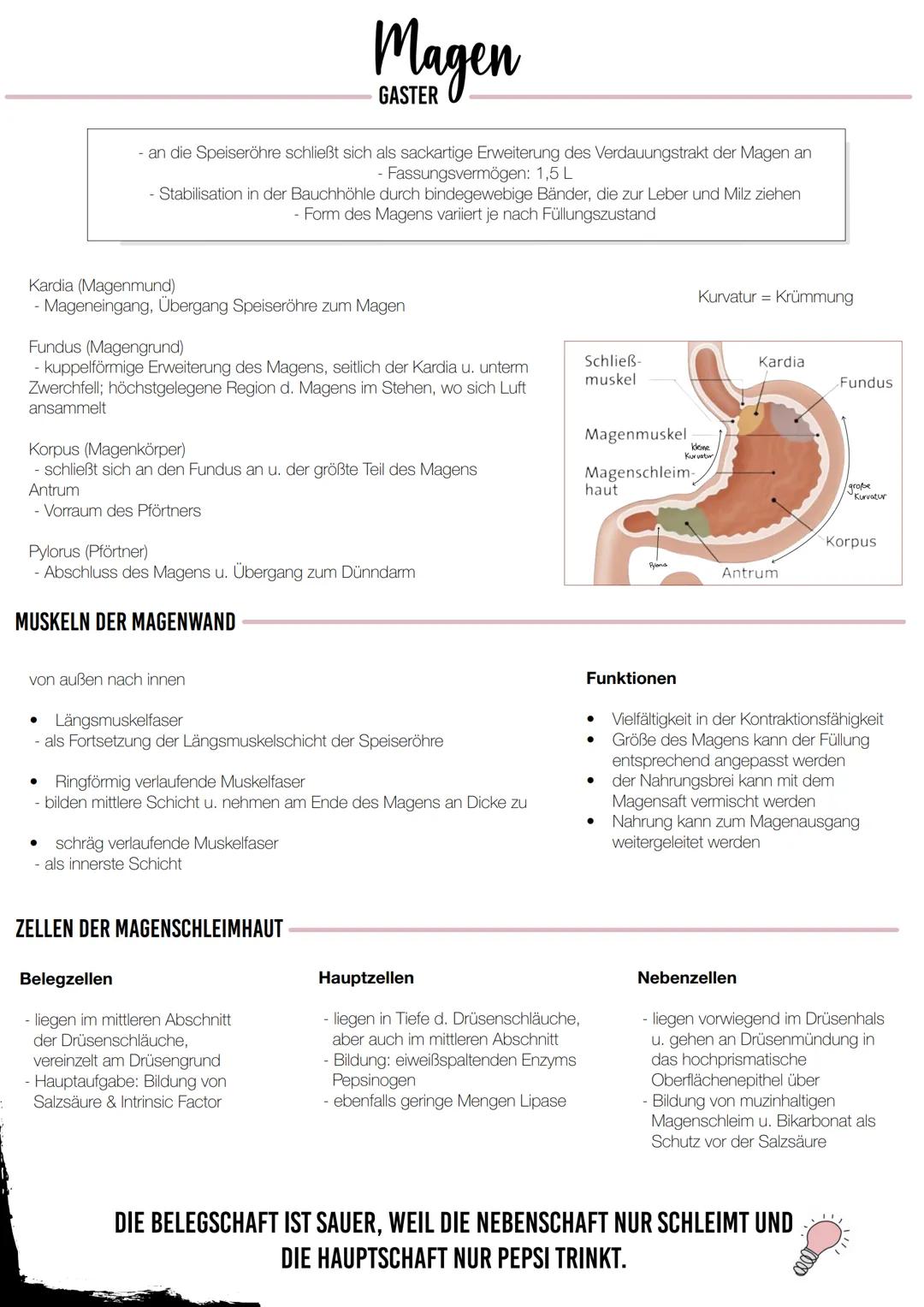 KLAUSUR
VERDAUUNGSTRAKT Oberer Verdauungsabschnitt
Mundhöhle mit Junge, Zähne,
Speicheldrüsen & Gaumen
- Rachen
- Speiseröhre
Mittlerer Verd