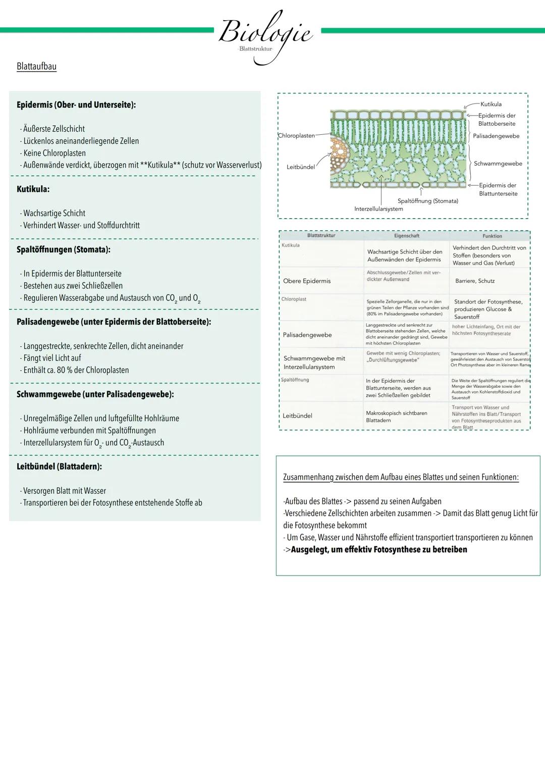 # Blattaufbau
Biologie
Blattstruktur
Epidermis (Ober- und Unterseite):
- Äußerste Zellschicht
- Lückenlos aneinanderliegende Zellen
-