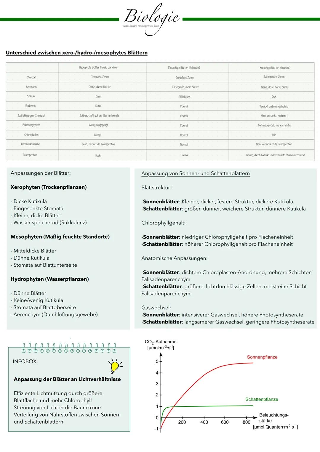 # Blattaufbau
Biologie
Blattstruktur
Epidermis (Ober- und Unterseite):
- Äußerste Zellschicht
- Lückenlos aneinanderliegende Zellen
-
