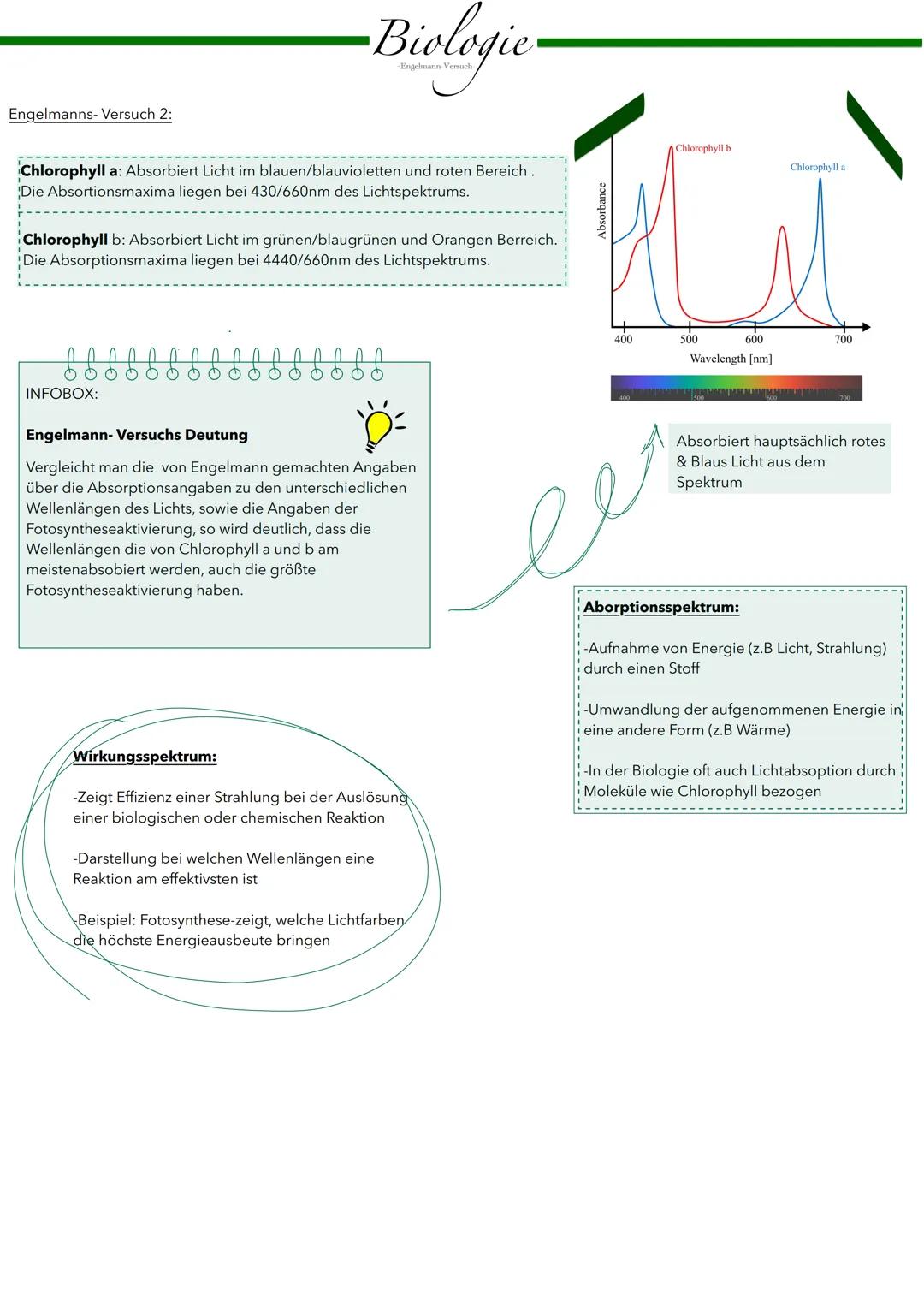 # Blattaufbau
Biologie
Blattstruktur
Epidermis (Ober- und Unterseite):
- Äußerste Zellschicht
- Lückenlos aneinanderliegende Zellen
-