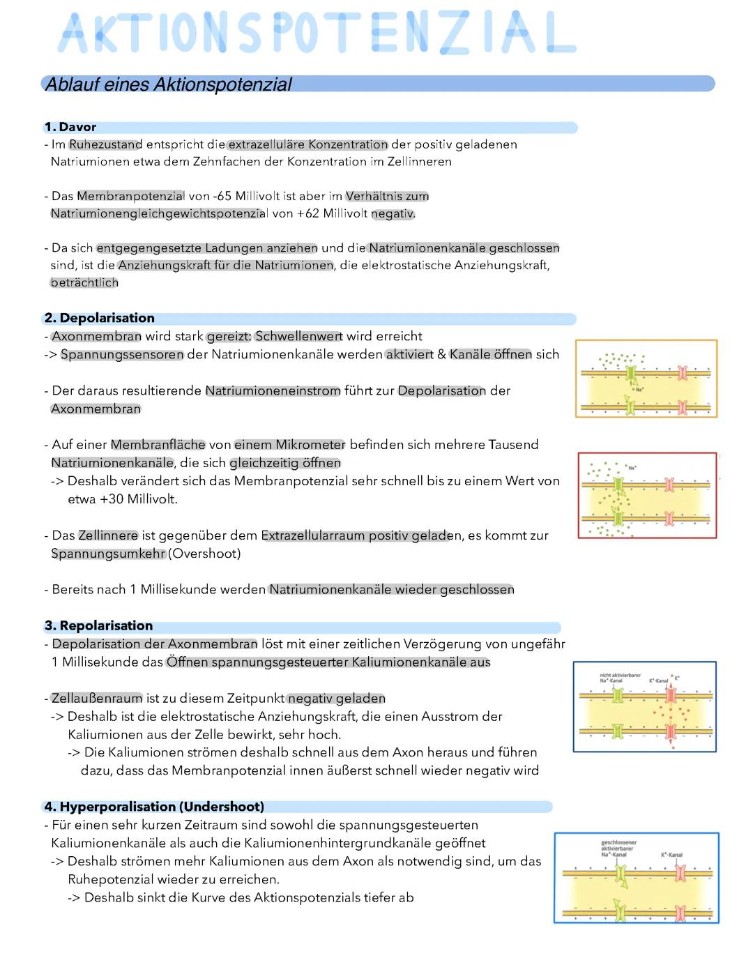 Neurobiologie (Aktionspotenzial, chemische Informationsübertragung, Signaltransduktion)