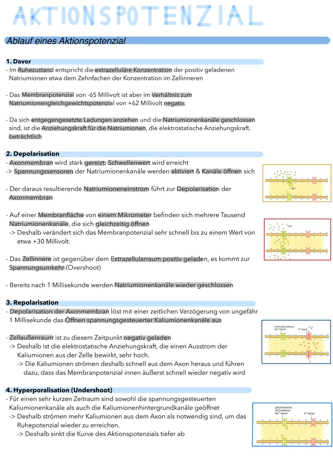 AKTIONS POTENZIAL
Ablauf eines Aktionspotenzial
1. Davor
- Im Ruhezustand entspricht die extrazelluläre Konzentration der positiv geladenen