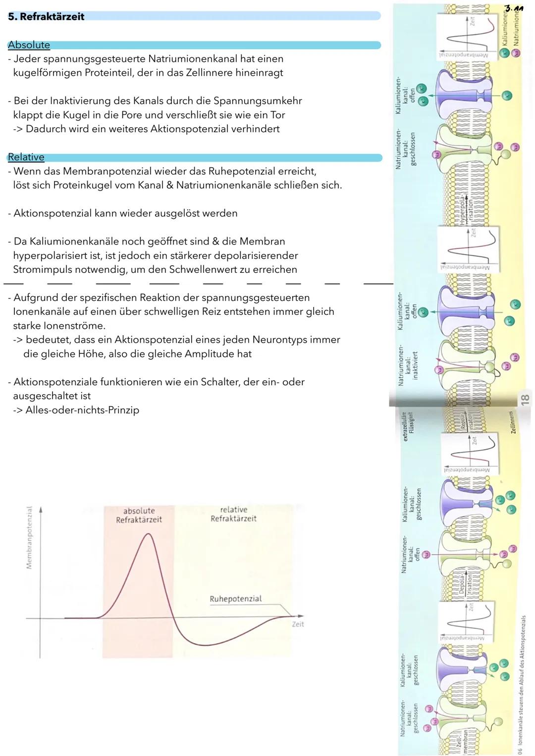 AKTIONS POTENZIAL
Ablauf eines Aktionspotenzial
1. Davor
- Im Ruhezustand entspricht die extrazelluläre Konzentration der positiv geladenen