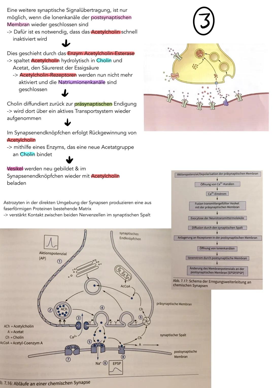 AKTIONS POTENZIAL
Ablauf eines Aktionspotenzial
1. Davor
- Im Ruhezustand entspricht die extrazelluläre Konzentration der positiv geladenen