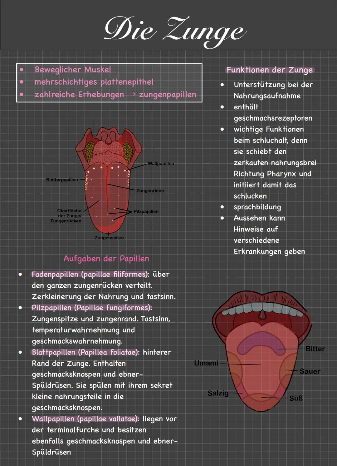 Der Mund/Die Lippen
Öffnung im Gesicht zur Nahrungsaufnahme, Atmung und sprachfunktion
LZähne zerlegen die Nahrung mechanisch in kleinere St