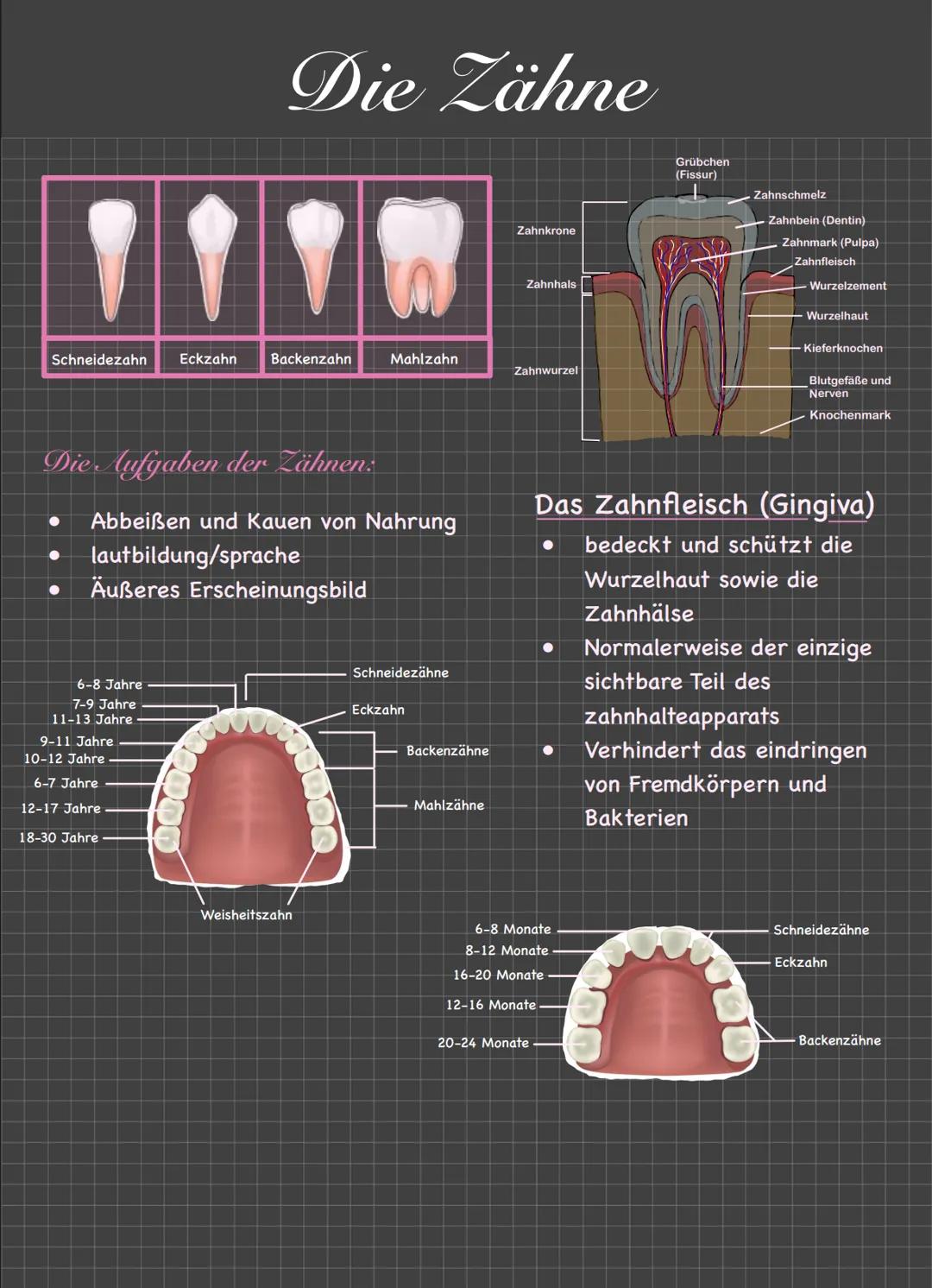 Der Mund/Die Lippen
Öffnung im Gesicht zur Nahrungsaufnahme, Atmung und sprachfunktion
LZähne zerlegen die Nahrung mechanisch in kleinere St