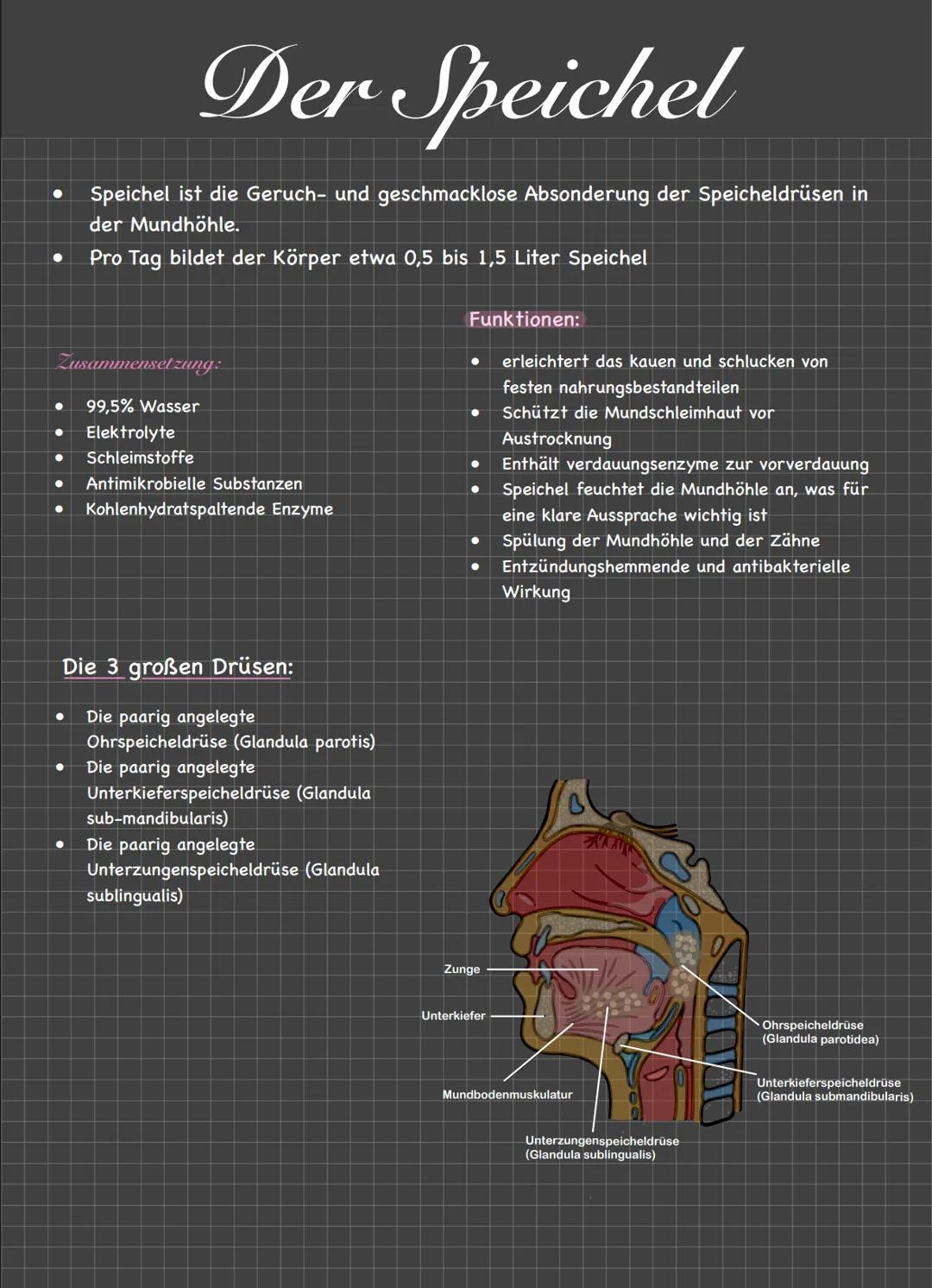 Der Mund/Die Lippen
Öffnung im Gesicht zur Nahrungsaufnahme, Atmung und sprachfunktion
LZähne zerlegen die Nahrung mechanisch in kleinere St