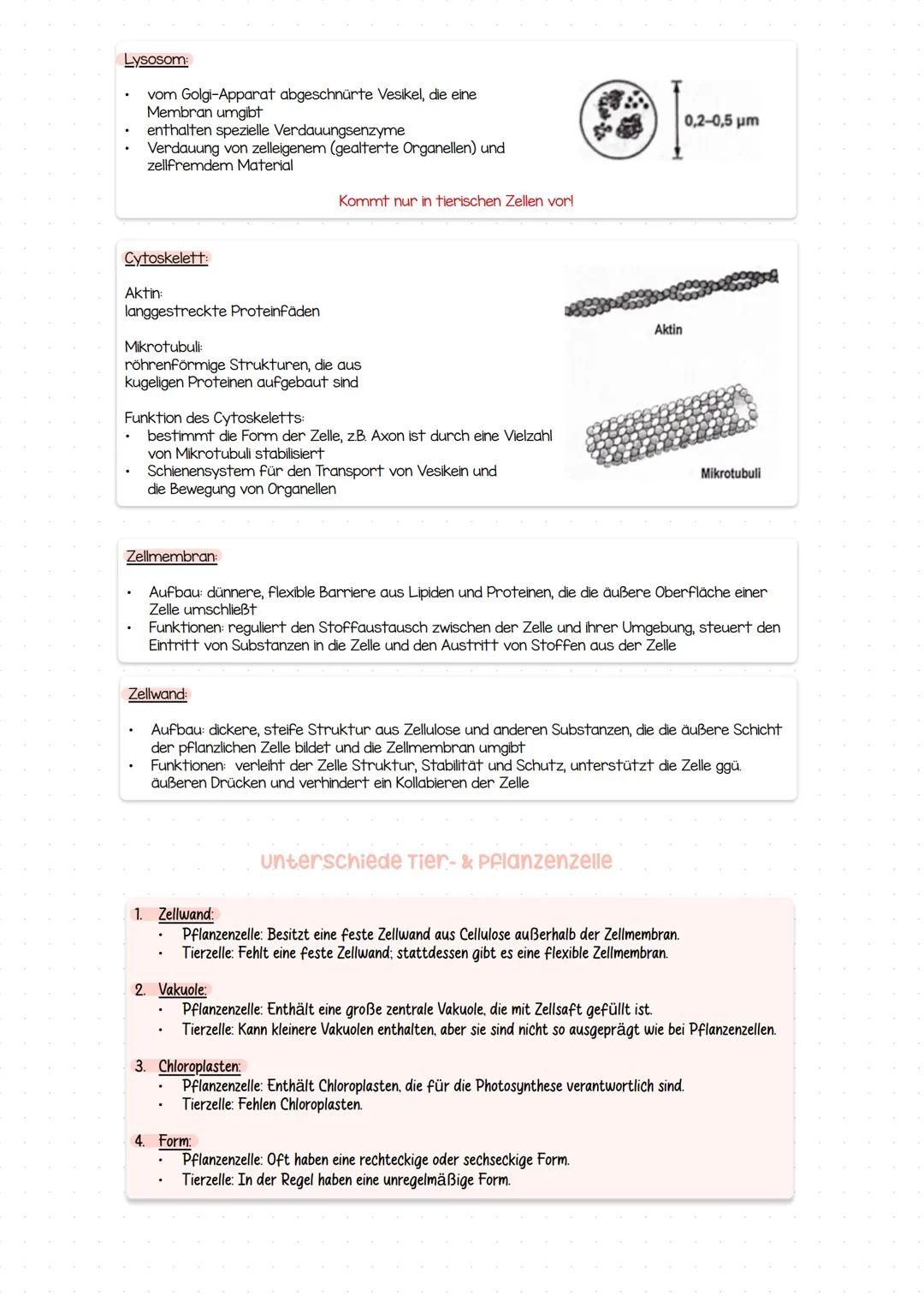 # Bio KAI
zellorganellen
Zellkern
- umgeben von einer Doppelmembran
- Kernplasma steht über Kernporen mit dem Zellplasma in Verbindung
-