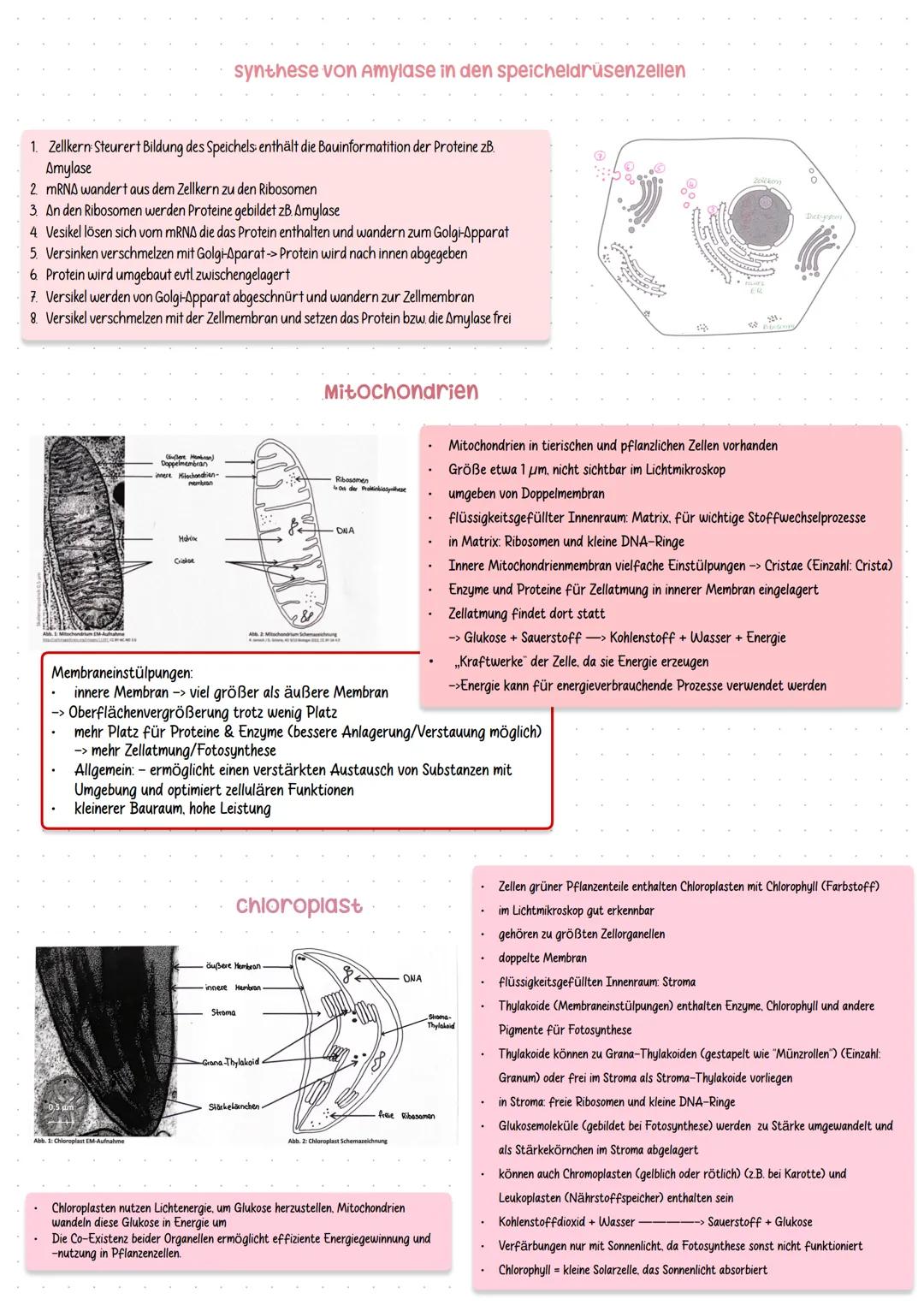# Bio KAI
zellorganellen
Zellkern
- umgeben von einer Doppelmembran
- Kernplasma steht über Kernporen mit dem Zellplasma in Verbindung
-