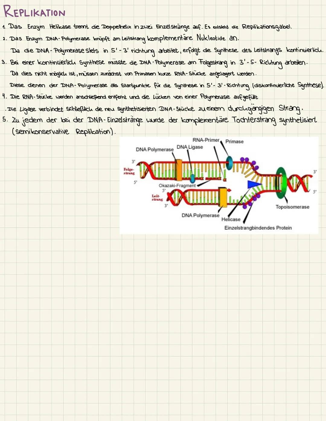 DNA- Desoxyribonucleinsäure
Nucleotide :
besteht aus Zucker (Desoxyribose),
Phosphat und verschiedene Basen
Adenin (A), Thymin (T), Cytosin