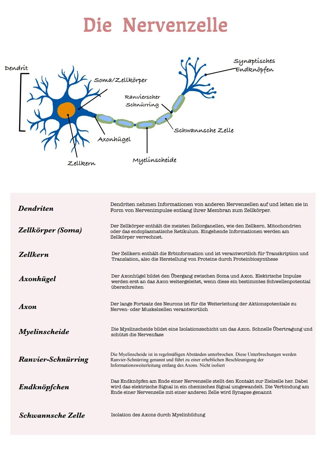 # Die Nervenzelle
Dendrit
Synaptisches
Endknöpfen
Zellkern
Soma/Zellkörper
Ranvierscher
Schnürring
Schwannsche Zelle
Axonhügel
Myeli