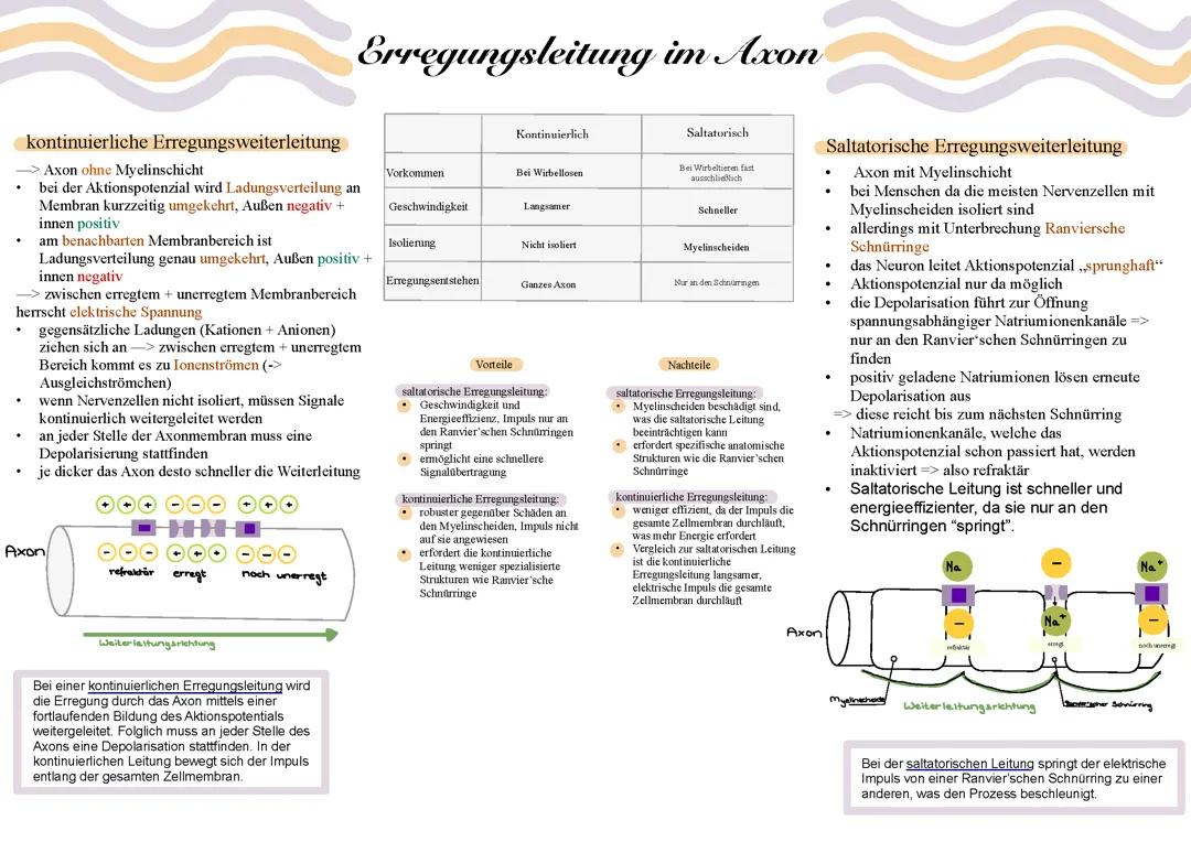 Erregungsleitung im Axon