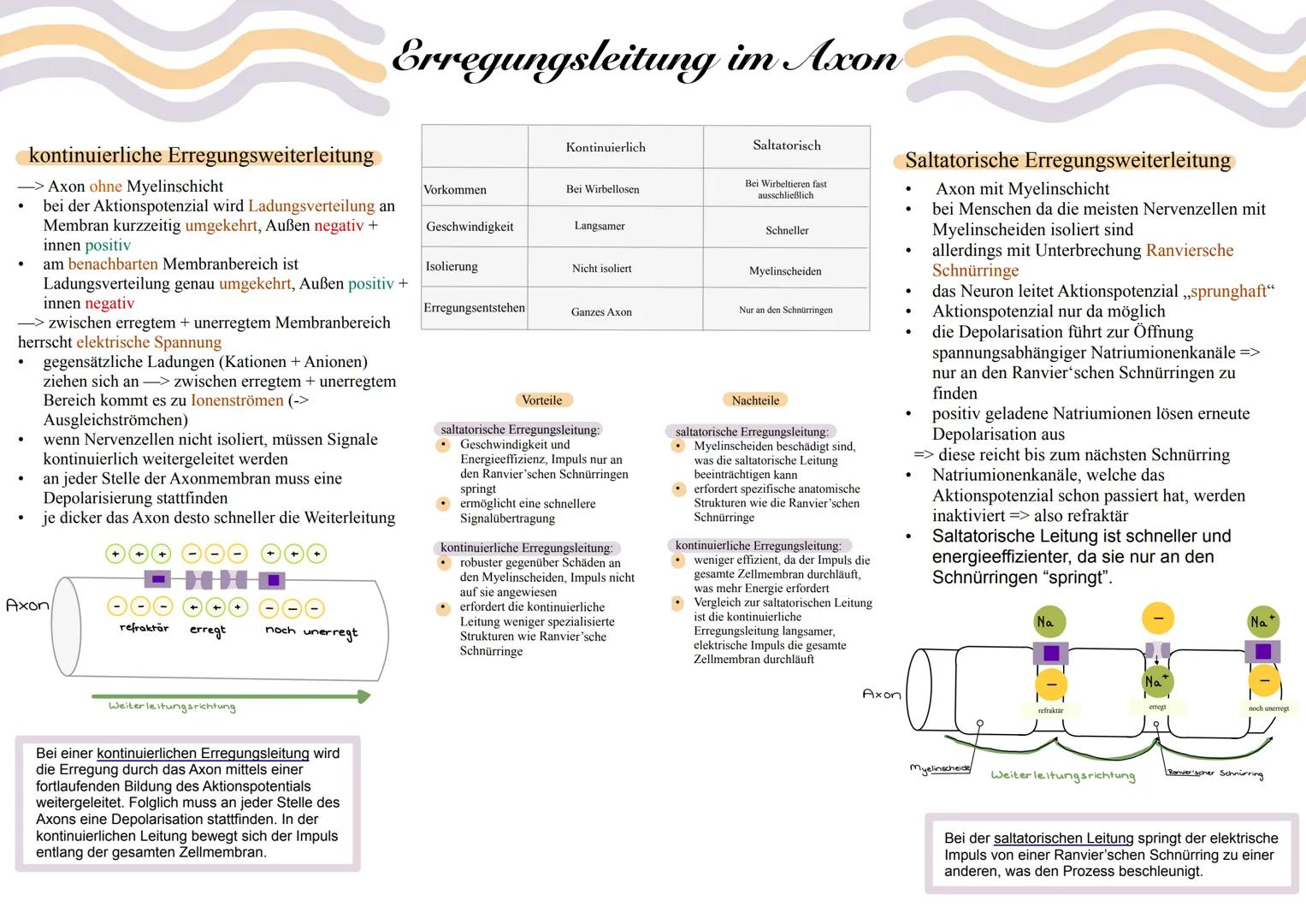 Erregungsleitung im Axon
kontinuierliche Erregungsweiterleitung
-> Axon ohne Myelinschicht
bei der Aktionspotenzial wird Ladungsverteilung a