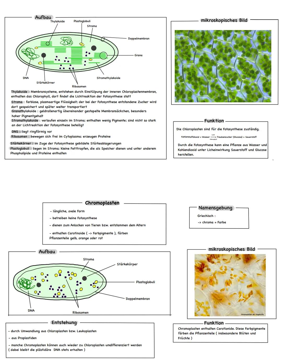 # Plastiden
Definition
- Charakteristische Zellorganellen von Pflanzen und Algen mit unterschiedlichen Strukturen und
Funktionen
- relativ