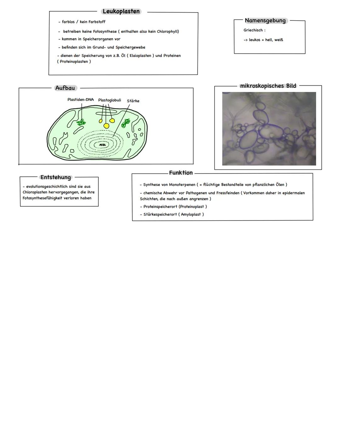 # Plastiden
Definition
- Charakteristische Zellorganellen von Pflanzen und Algen mit unterschiedlichen Strukturen und
Funktionen
- relativ