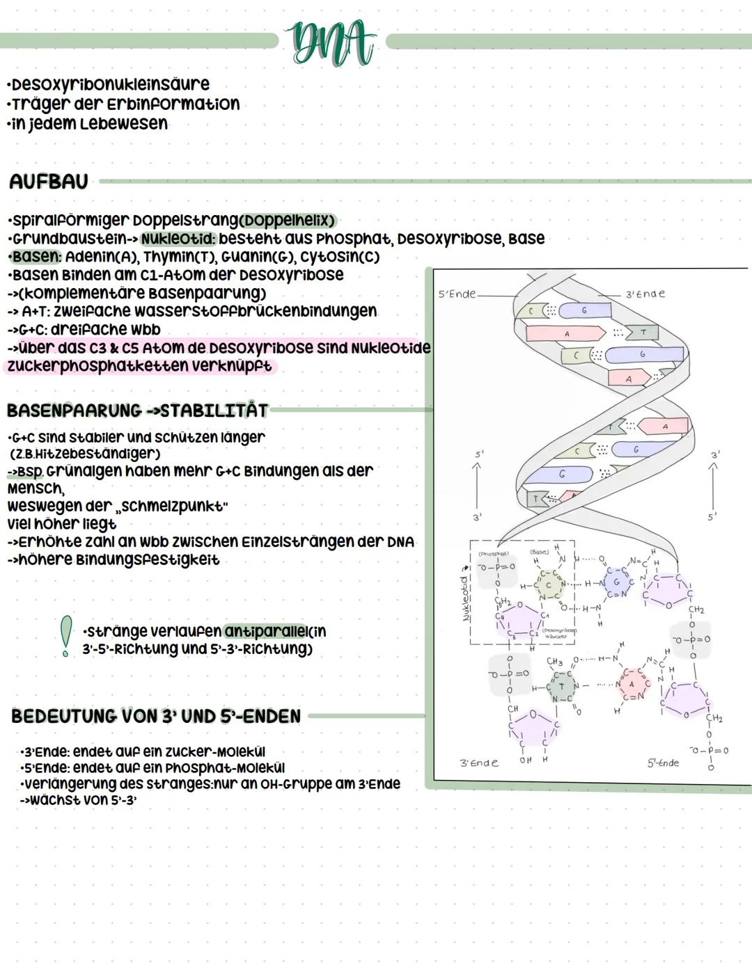 •Desoxyribonukleinsäure
•Träger der Erbinformation
⚫in jedem Lebewesen
AUFBAU
DNA
⚫spiralförmiger Doppelstrang(Doppelhelix)
·Grundbaustein->