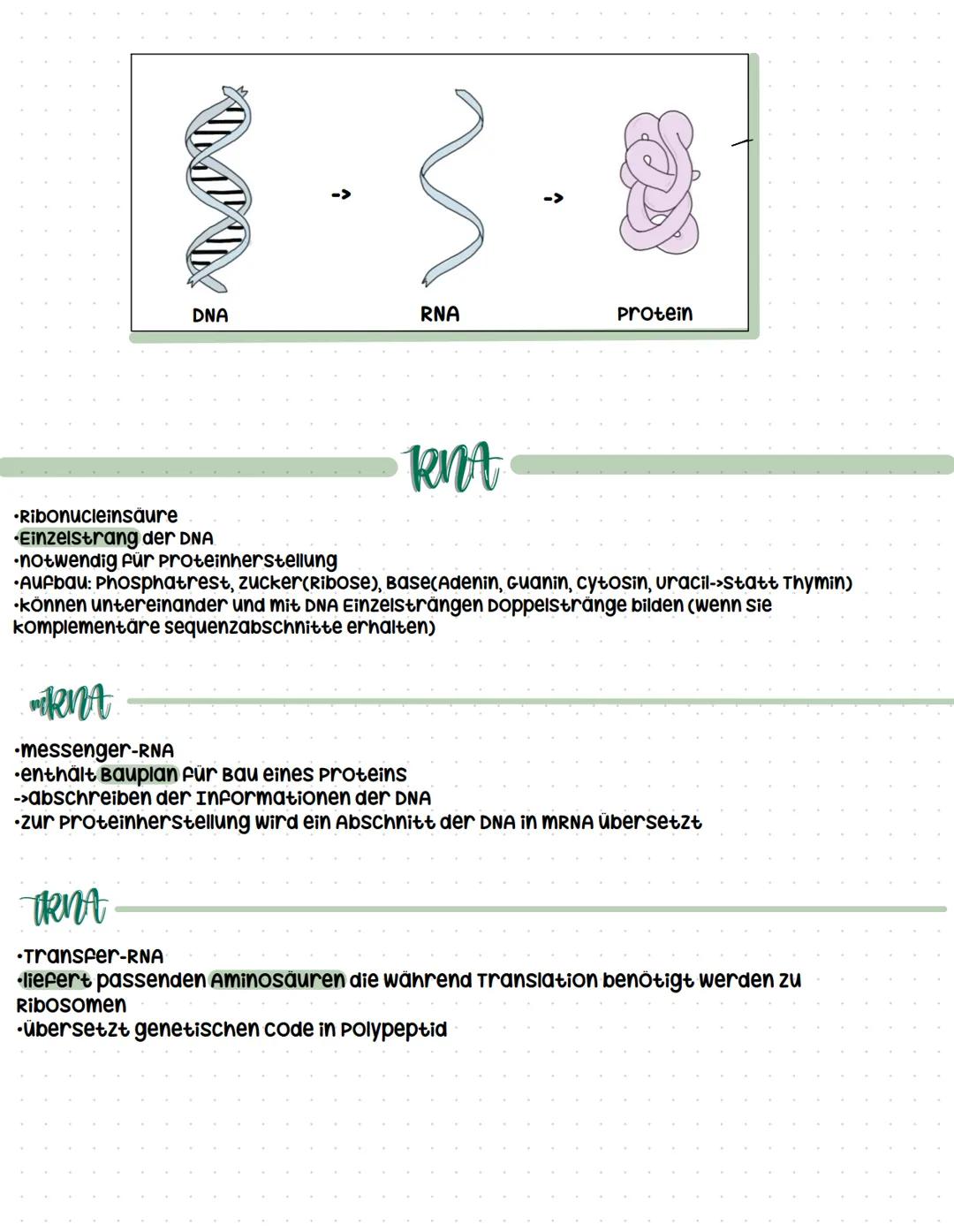 •Desoxyribonukleinsäure
•Träger der Erbinformation
⚫in jedem Lebewesen
AUFBAU
DNA
⚫spiralförmiger Doppelstrang(Doppelhelix)
·Grundbaustein->