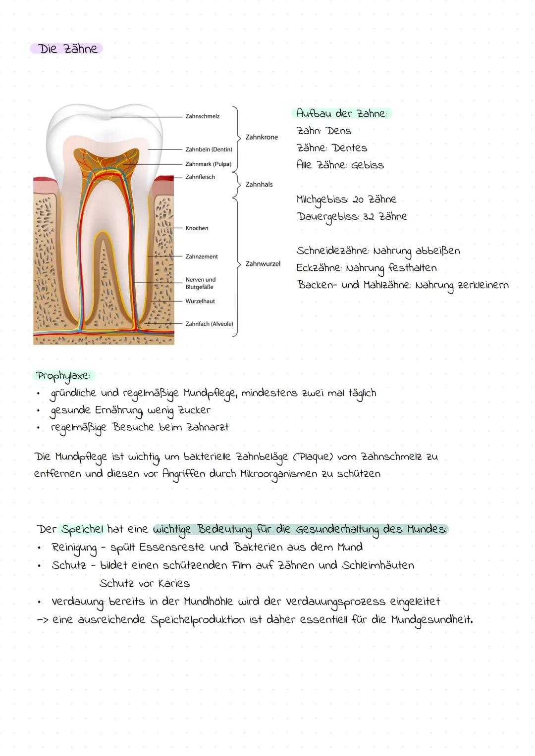 # Die Mundhöhle
Einteilung und Begrenzung der Mundhöhle
* Mundhöhle (cavum oris) vorne und seitlich von den
Zähnen umschlossen; vom M
