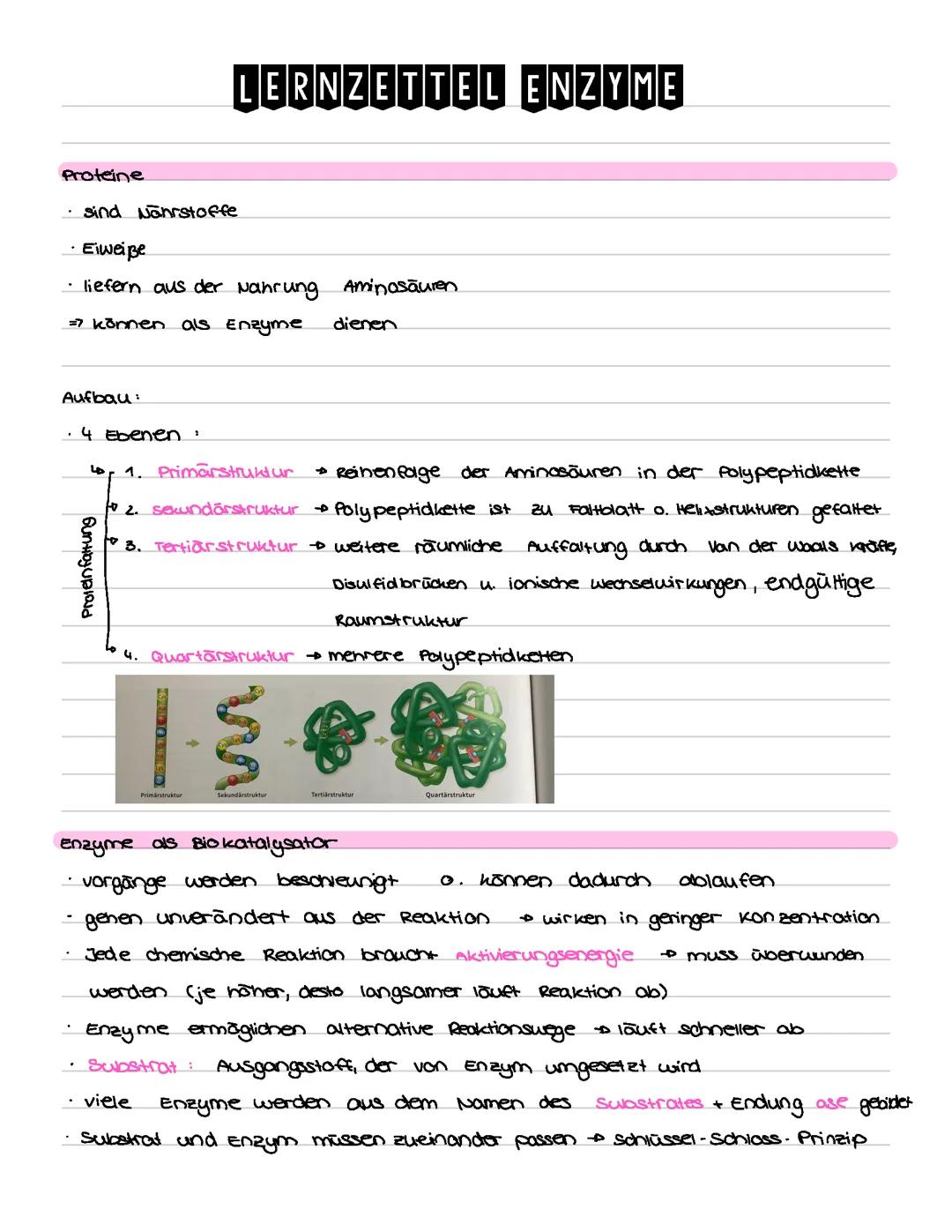 Biologie - Enzymatik / Enzyme Lernzettel