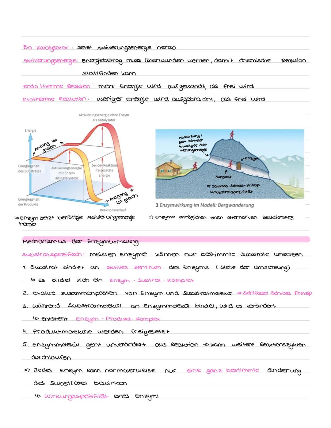 LERNZETTEL ENZYME
Proteine
· sind Nährstoffe
• Eiweiße
· liefern aus der Nahrung
=> können. als Enzyme
Aufbau:
· 4 Ebenen:
Protein faltung
ه