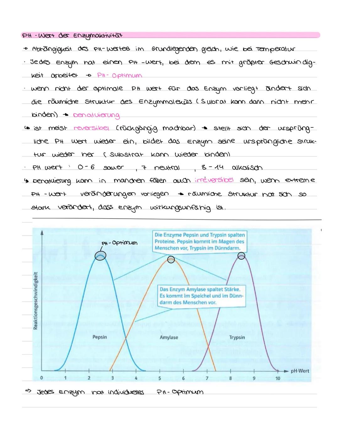 LERNZETTEL ENZYME
Proteine
· sind Nährstoffe
• Eiweiße
· liefern aus der Nahrung
=> können. als Enzyme
Aufbau:
· 4 Ebenen:
Protein faltung
ه