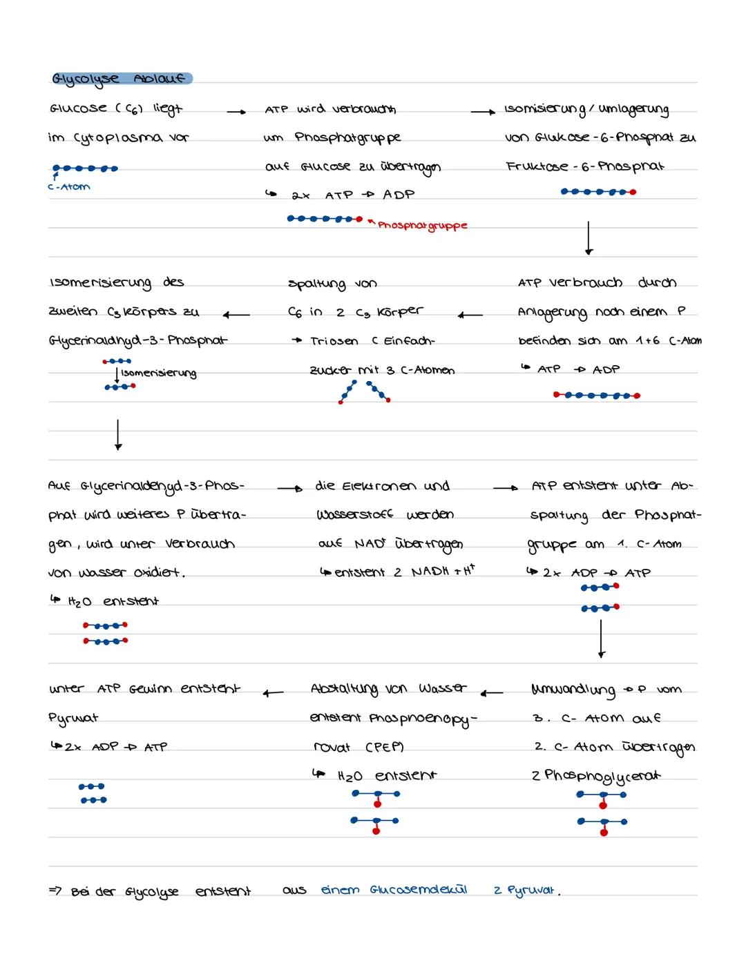 # Glycolyse Ablauf
Glucose (6) liegt
im Cytoplasma vor
c-Atom
ATP wird verbraucht.
um Phosphatgruppe
auf Glucose zu übertragen.
2x ATP AD