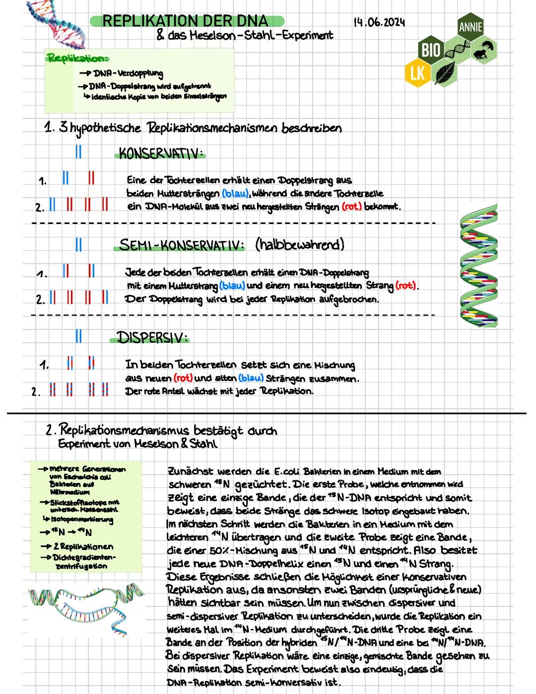 Replikation der DNA | Meselson-Stahl-Experiment