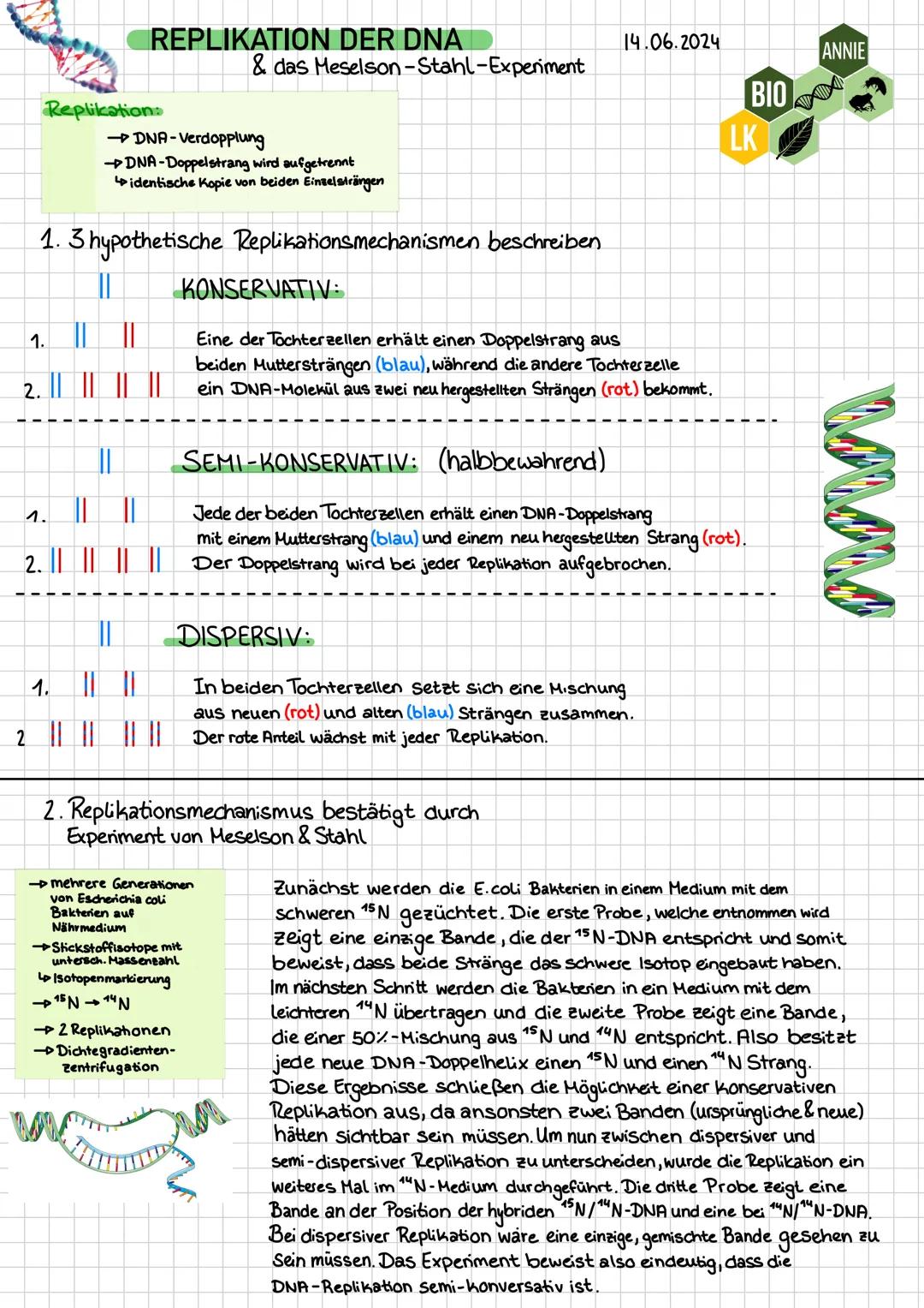 Replikation
REPLIKATION DER DNA
&das Meselson-Stahl-Experiment
→ DNA-Verdopplung
→DNA-Doppelstrang wird aufgetrennt
14.06.2024
ANNIE
BIO
LK