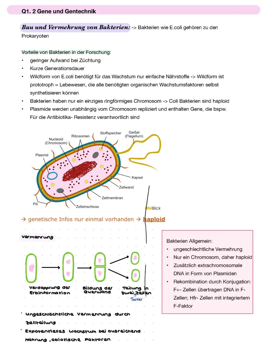 Bio LK Abi Q1.2. Gene und Gentechnik 2024 Hessen