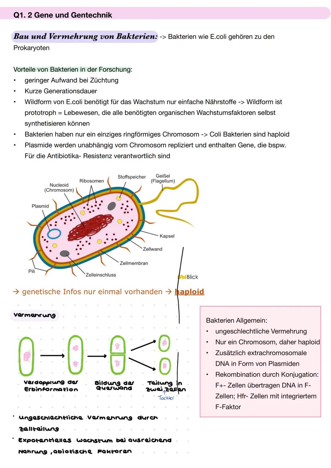 Q1. 2 Gene und Gentechnik
Bau und Vermehrung von Bakterien: -> Bakterien wie E.coli gehören zu den
Prokaryoten
Vorteile von Bakterien in der