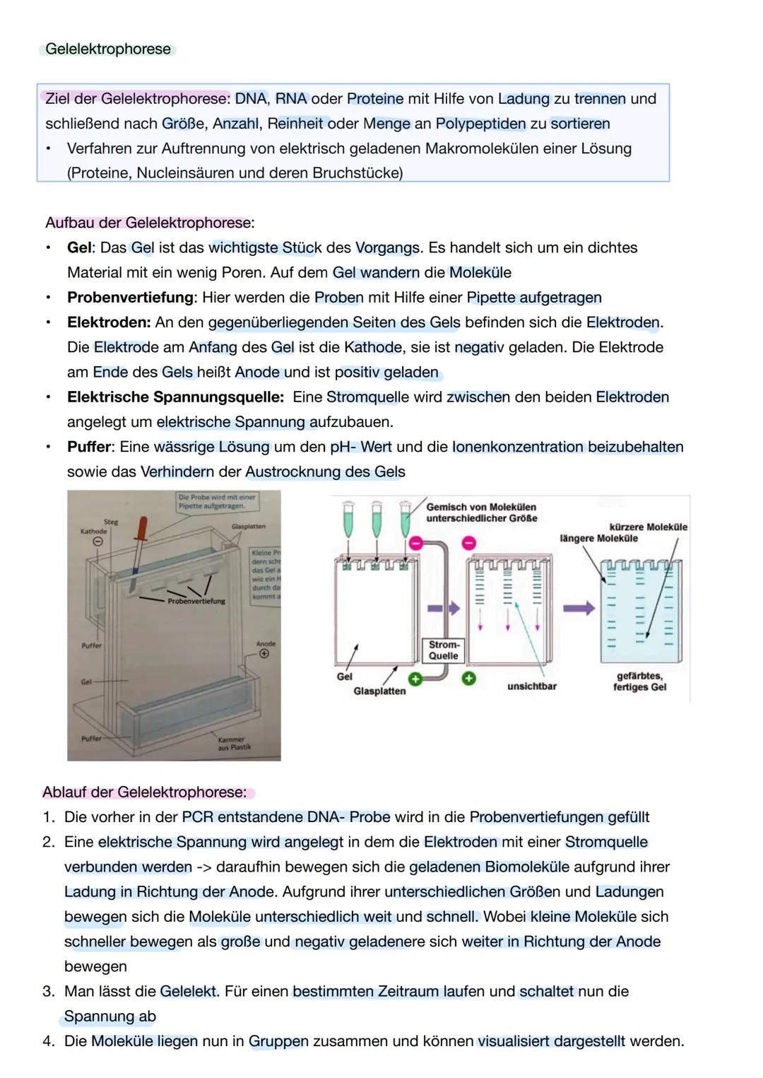 Q1. 2 Gene und Gentechnik
Bau und Vermehrung von Bakterien: -> Bakterien wie E.coli gehören zu den
Prokaryoten
Vorteile von Bakterien in der