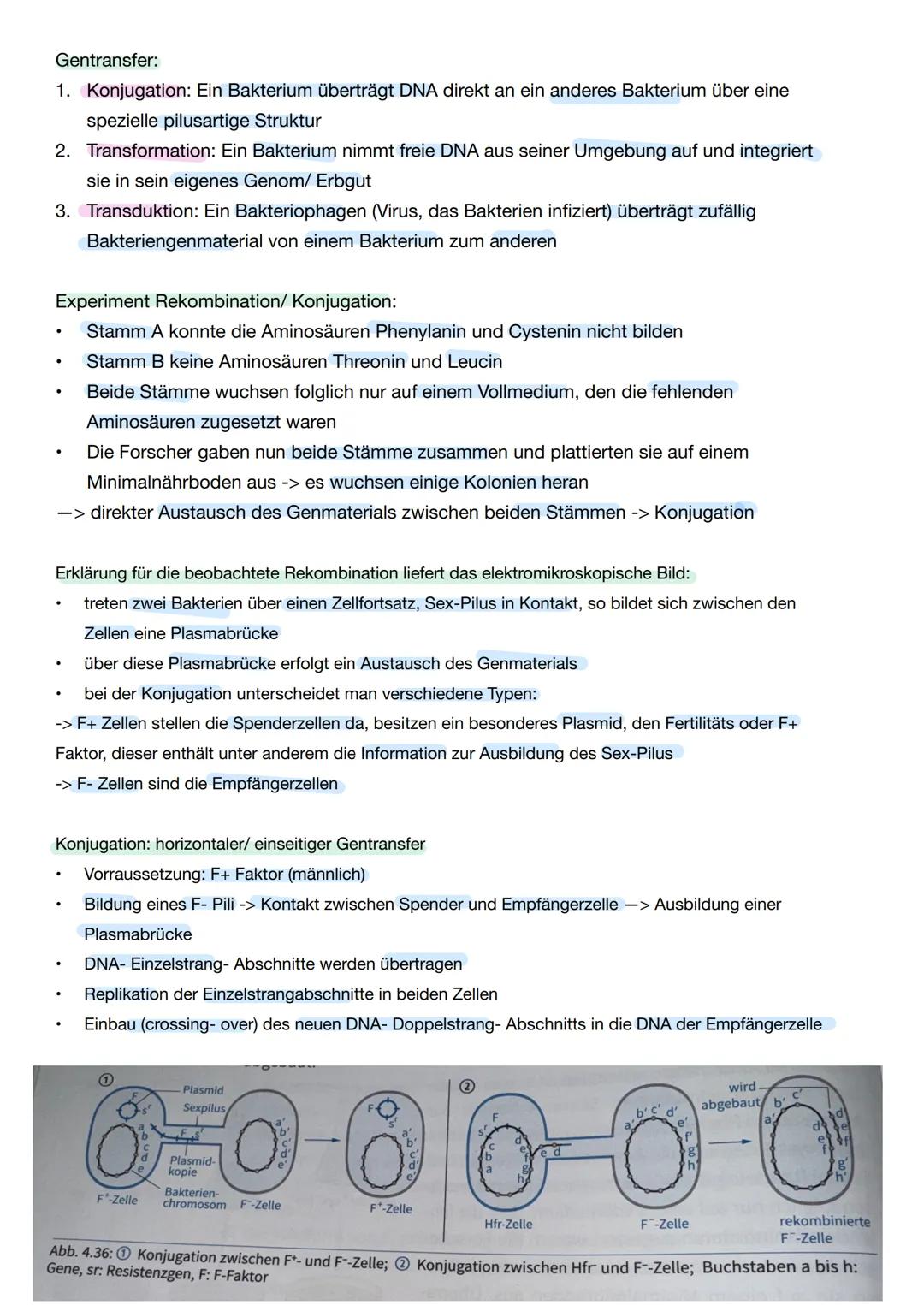 Q1. 2 Gene und Gentechnik
Bau und Vermehrung von Bakterien: -> Bakterien wie E.coli gehören zu den
Prokaryoten
Vorteile von Bakterien in der