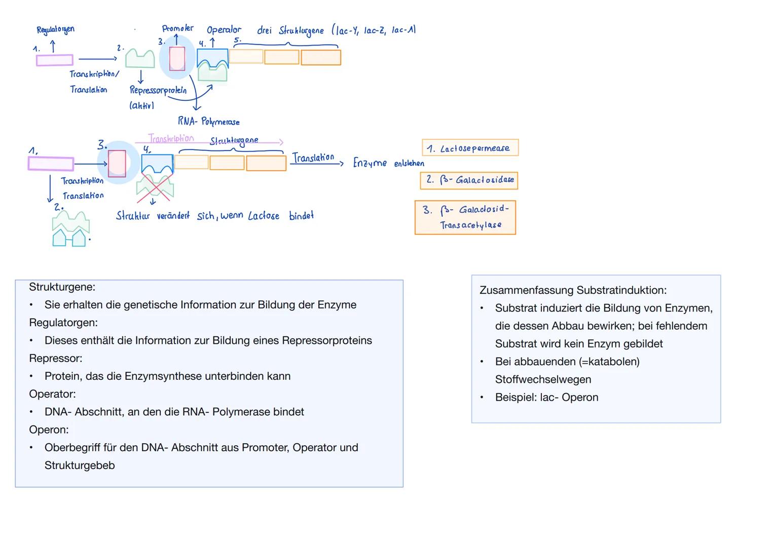 Q1. 2 Gene und Gentechnik
Bau und Vermehrung von Bakterien: -> Bakterien wie E.coli gehören zu den
Prokaryoten
Vorteile von Bakterien in der