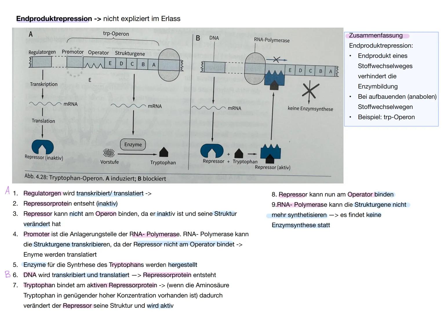 Q1. 2 Gene und Gentechnik
Bau und Vermehrung von Bakterien: -> Bakterien wie E.coli gehören zu den
Prokaryoten
Vorteile von Bakterien in der