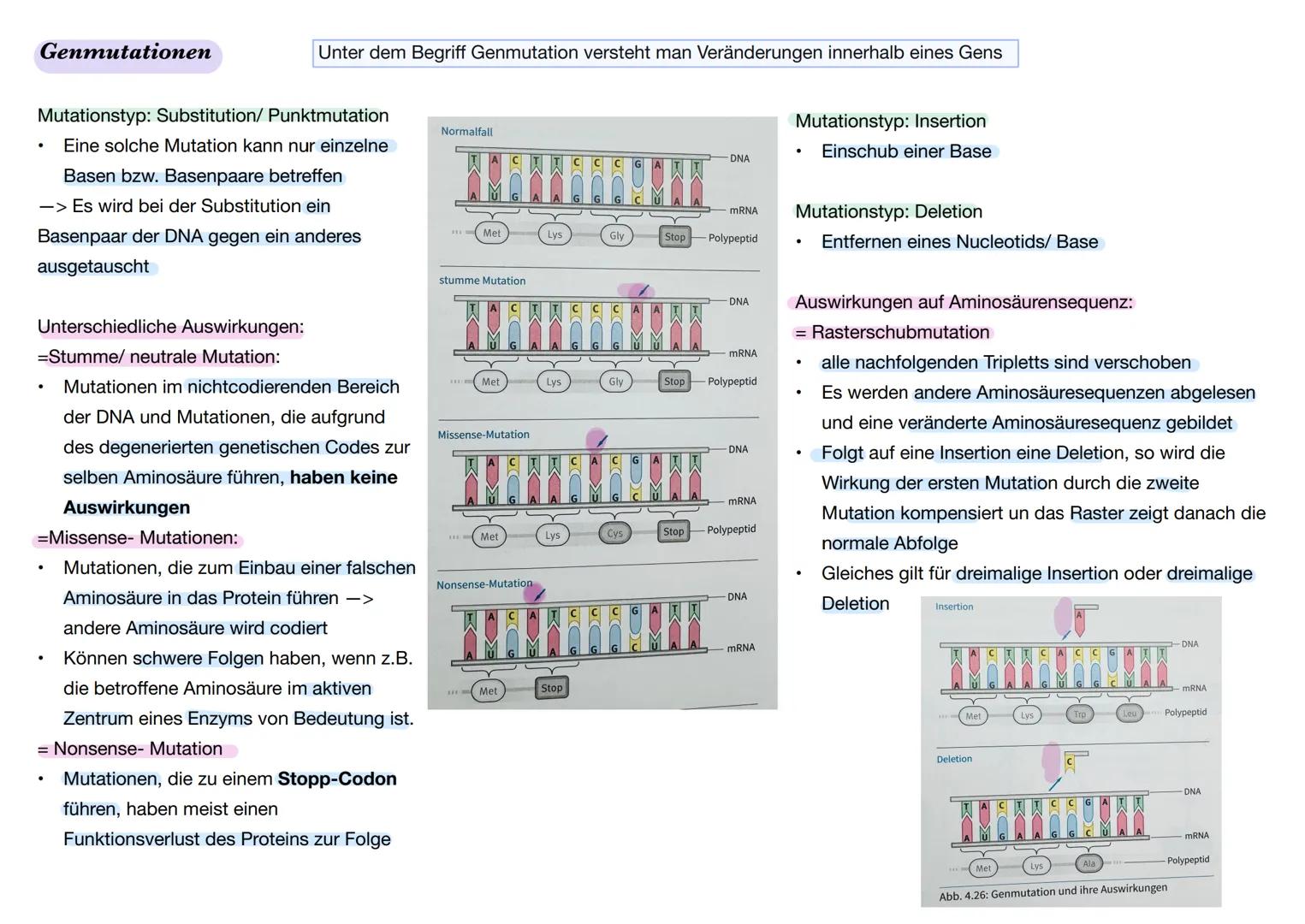 Q1. 2 Gene und Gentechnik
Bau und Vermehrung von Bakterien: -> Bakterien wie E.coli gehören zu den
Prokaryoten
Vorteile von Bakterien in der