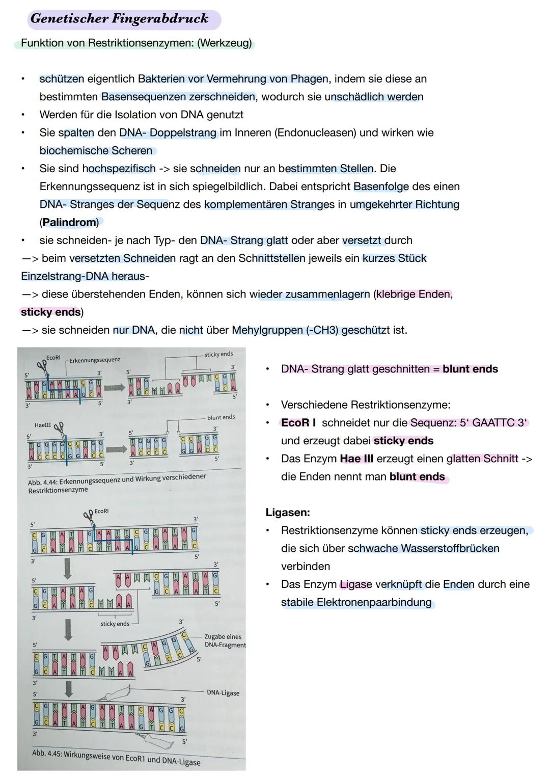 Q1. 2 Gene und Gentechnik
Bau und Vermehrung von Bakterien: -> Bakterien wie E.coli gehören zu den
Prokaryoten
Vorteile von Bakterien in der