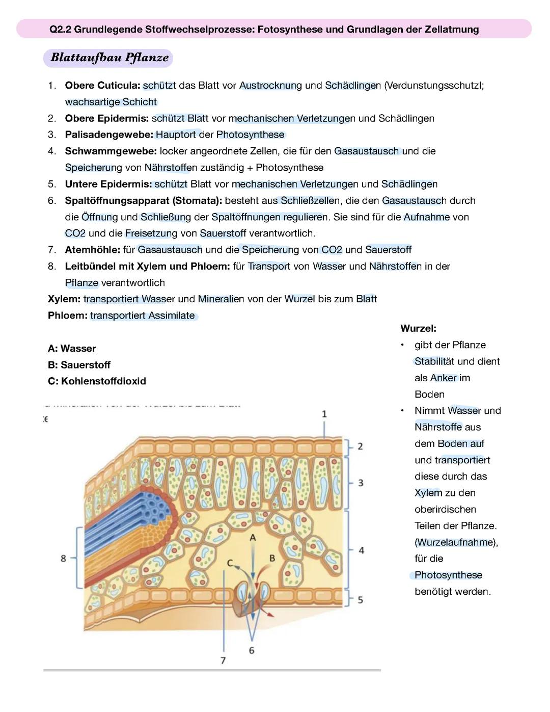Bio Lk Abi Q2.2 Grundlegende Stoffwechselprozesse: Fotosynthese Und Grundlagen Der Zellatmung