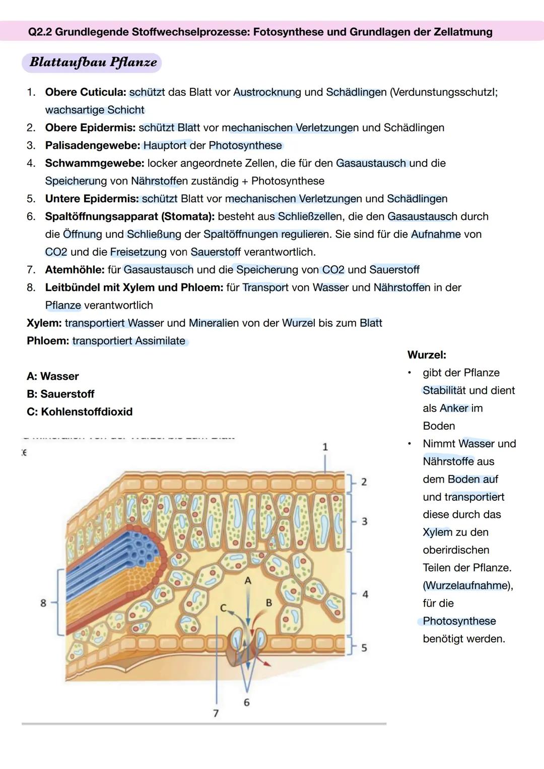 Ε
Q2.2 Grundlegende Stoffwechselprozesse: Fotosynthese und Grundlagen der Zellatmung
Blattaufbau Pflanze
1. Obere Cuticula: schützt das Blat