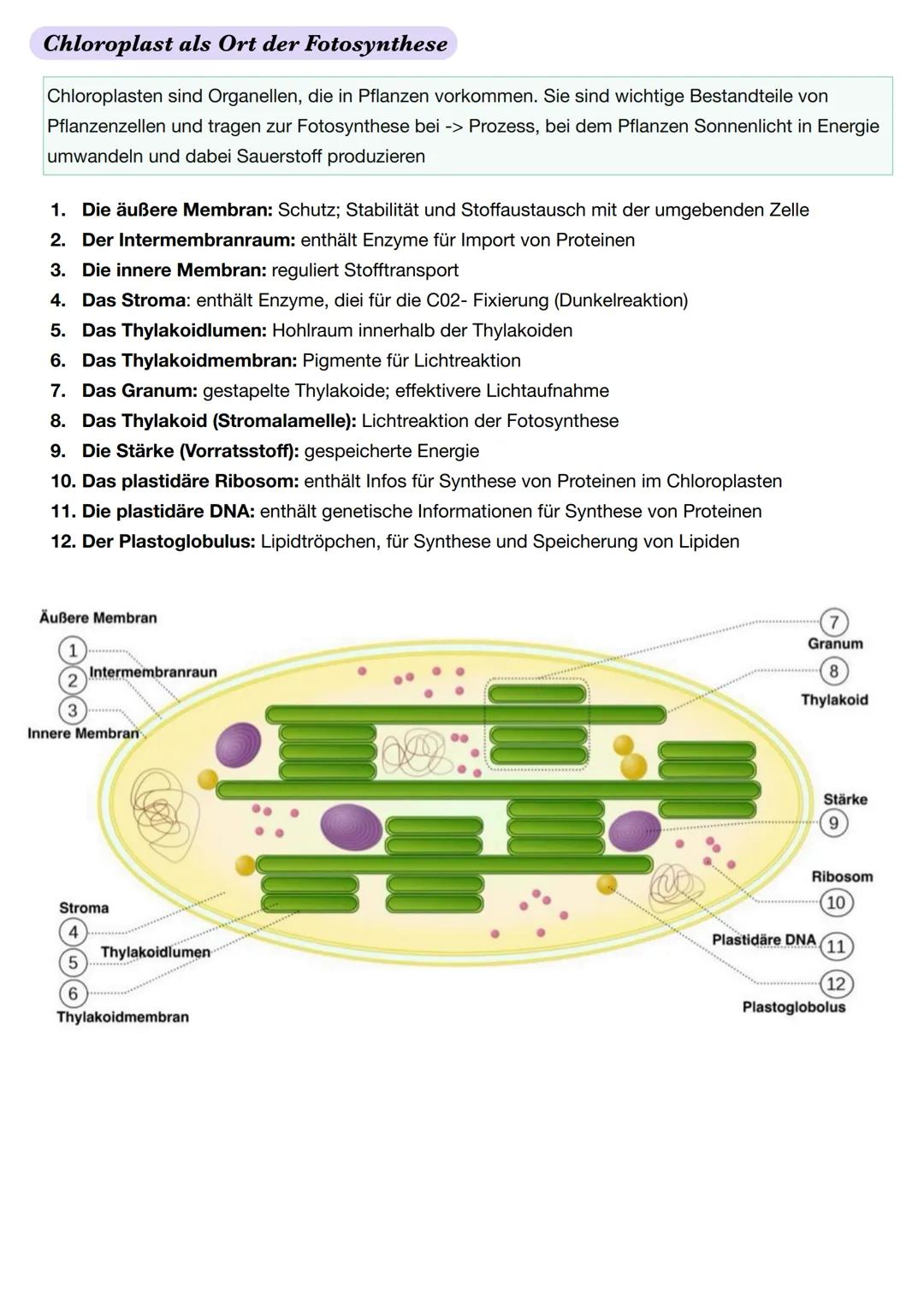 Ε
Q2.2 Grundlegende Stoffwechselprozesse: Fotosynthese und Grundlagen der Zellatmung
Blattaufbau Pflanze
1. Obere Cuticula: schützt das Blat
