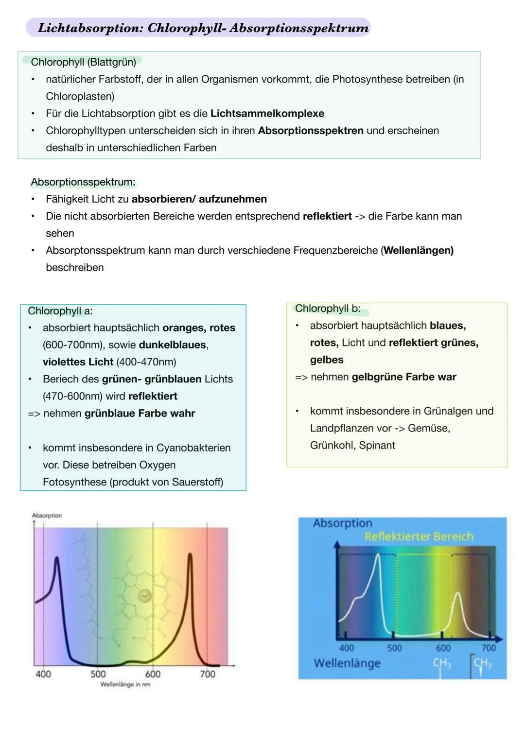 Ε
Q2.2 Grundlegende Stoffwechselprozesse: Fotosynthese und Grundlagen der Zellatmung
Blattaufbau Pflanze
1. Obere Cuticula: schützt das Blat