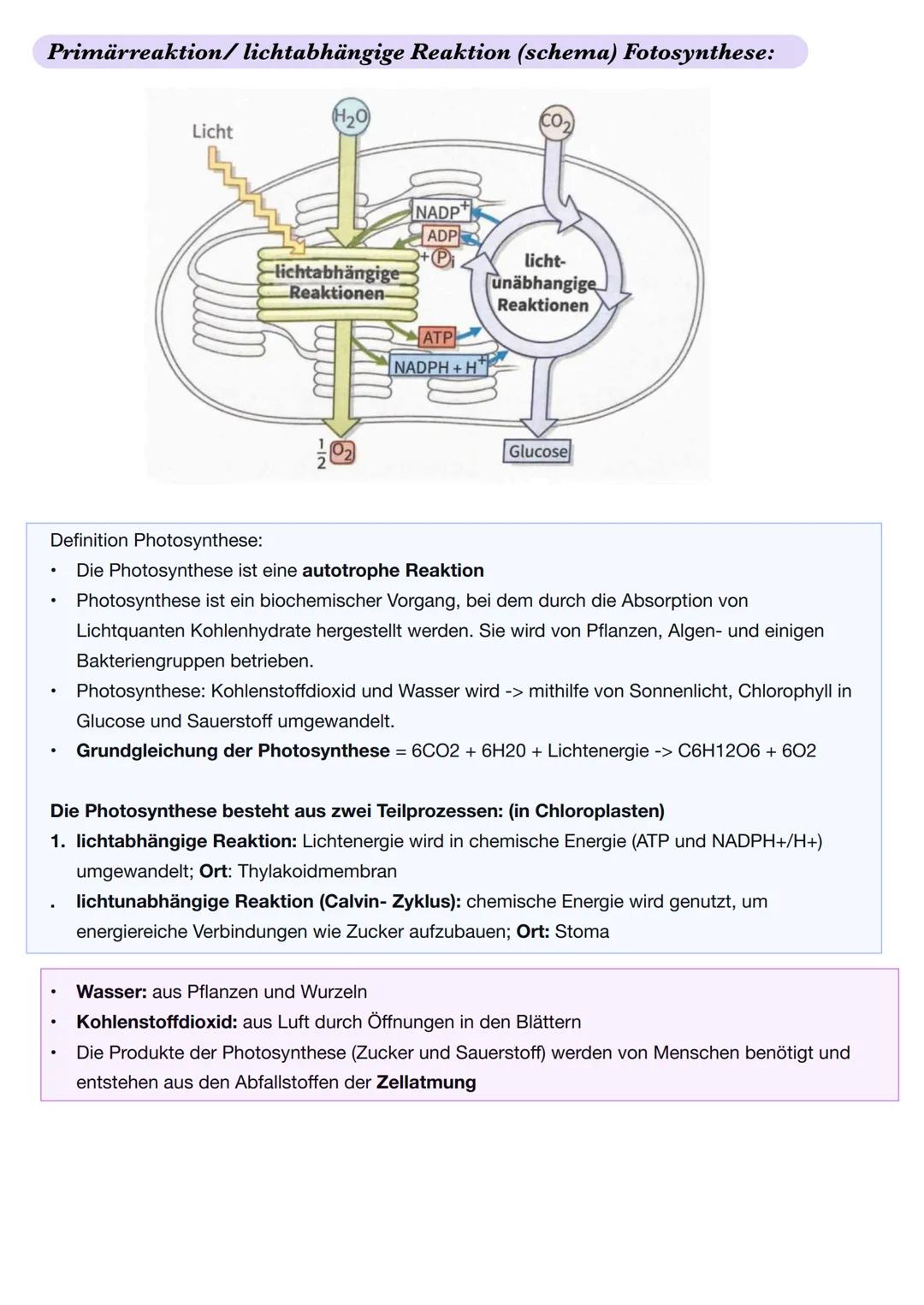 Ε
Q2.2 Grundlegende Stoffwechselprozesse: Fotosynthese und Grundlagen der Zellatmung
Blattaufbau Pflanze
1. Obere Cuticula: schützt das Blat