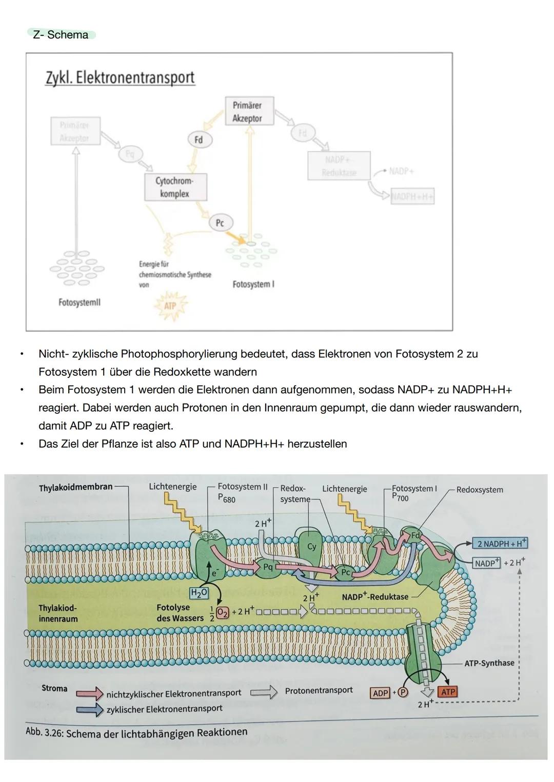 Ε
Q2.2 Grundlegende Stoffwechselprozesse: Fotosynthese und Grundlagen der Zellatmung
Blattaufbau Pflanze
1. Obere Cuticula: schützt das Blat