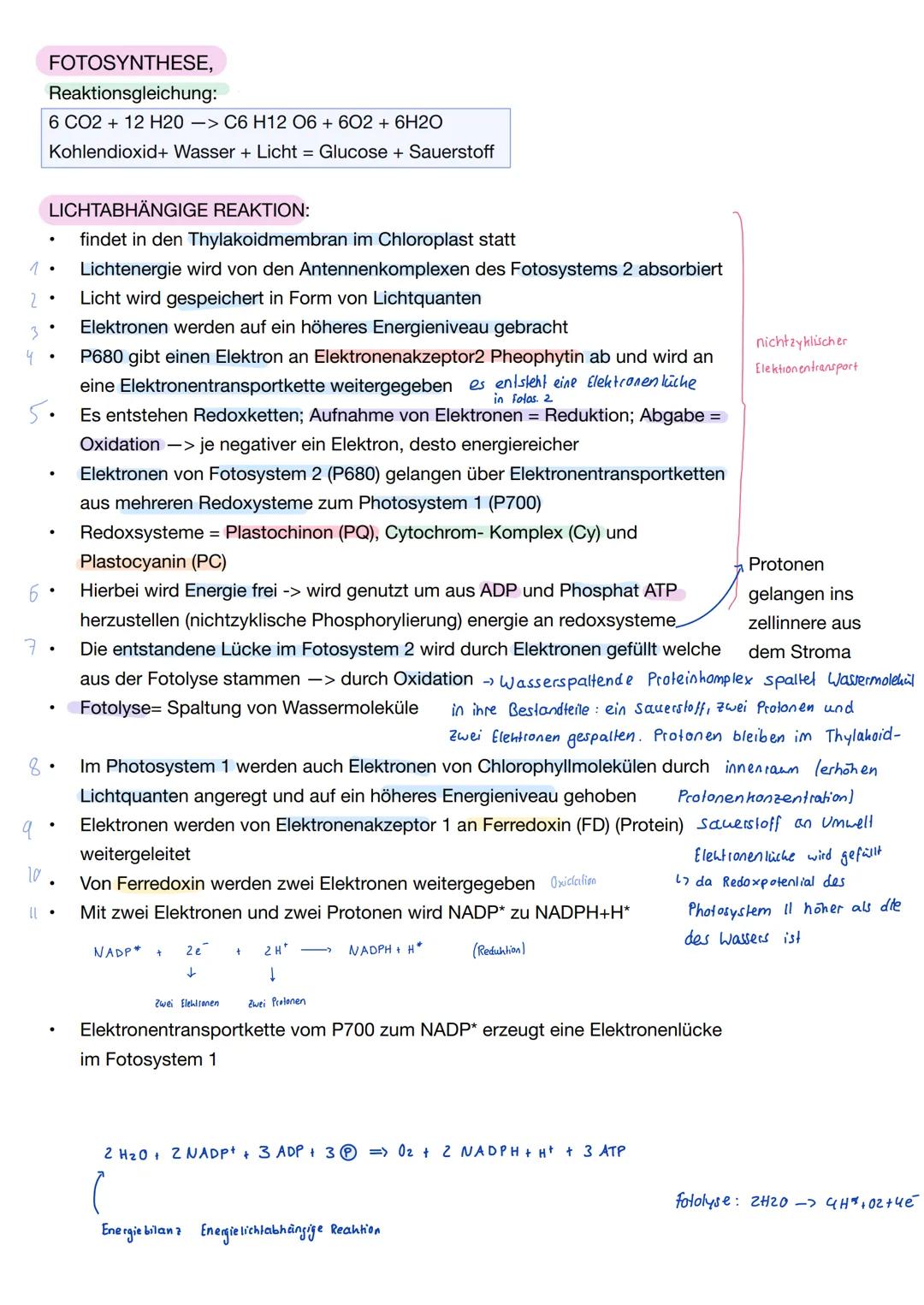 Ε
Q2.2 Grundlegende Stoffwechselprozesse: Fotosynthese und Grundlagen der Zellatmung
Blattaufbau Pflanze
1. Obere Cuticula: schützt das Blat
