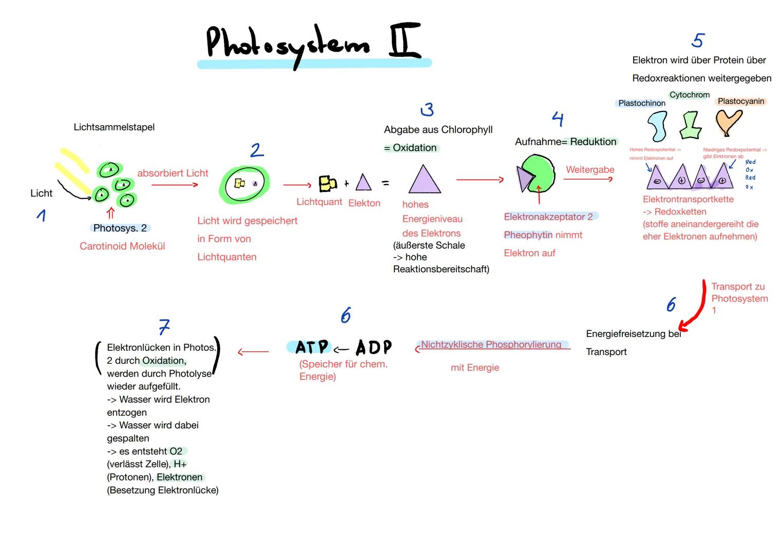Ε
Q2.2 Grundlegende Stoffwechselprozesse: Fotosynthese und Grundlagen der Zellatmung
Blattaufbau Pflanze
1. Obere Cuticula: schützt das Blat