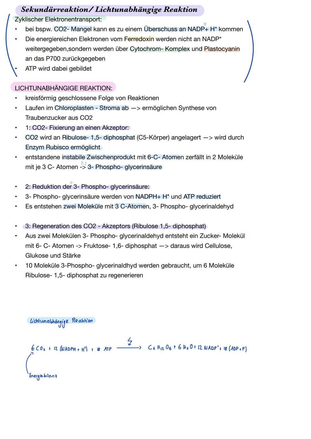 Ε
Q2.2 Grundlegende Stoffwechselprozesse: Fotosynthese und Grundlagen der Zellatmung
Blattaufbau Pflanze
1. Obere Cuticula: schützt das Blat