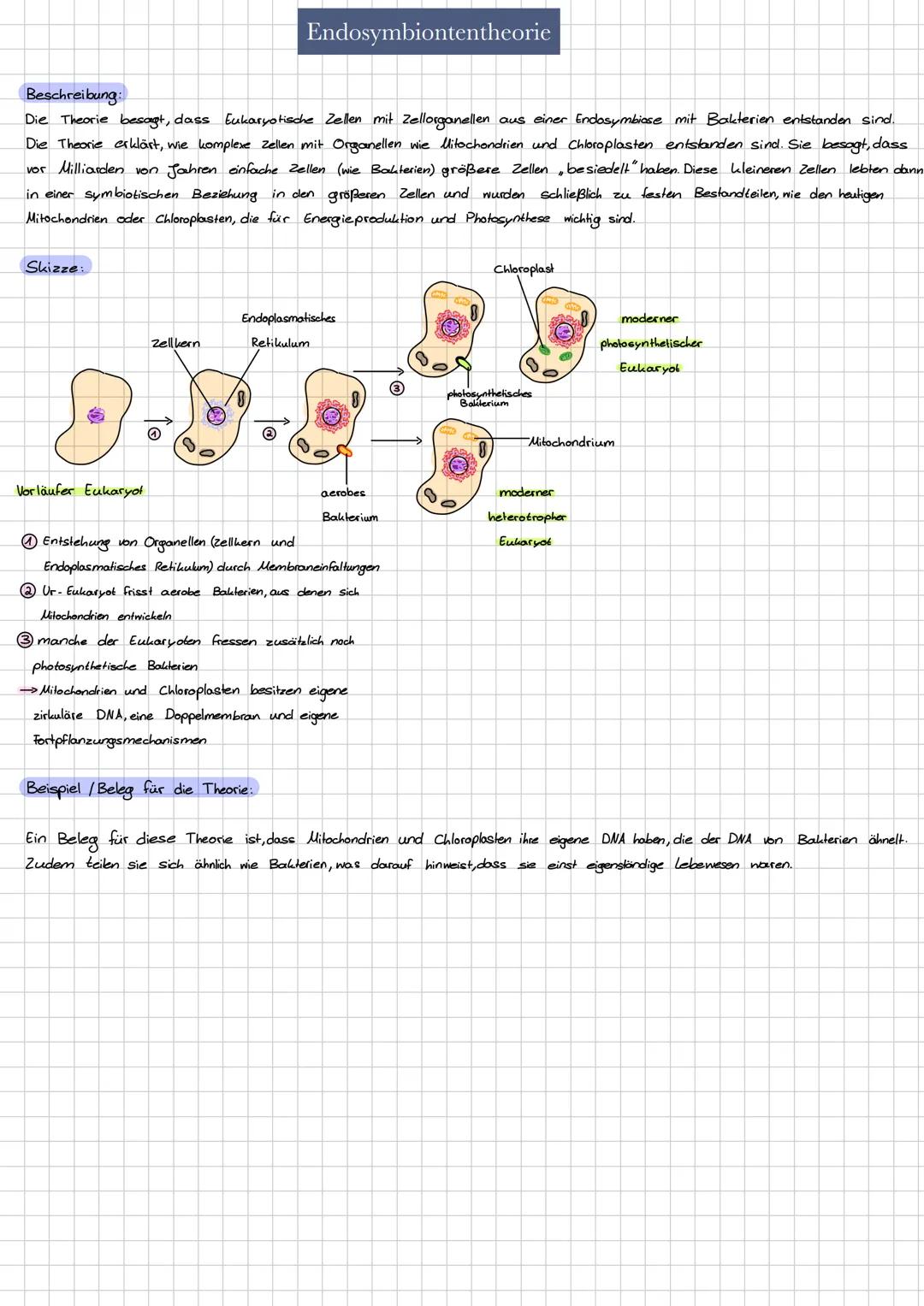 Endosymbiontentheorie
Beschreibung:
Die Theorie besagt, dass Eukaryotische Zellen mit Zellorganellen aus einer Endosymbiose mit Bakterien en