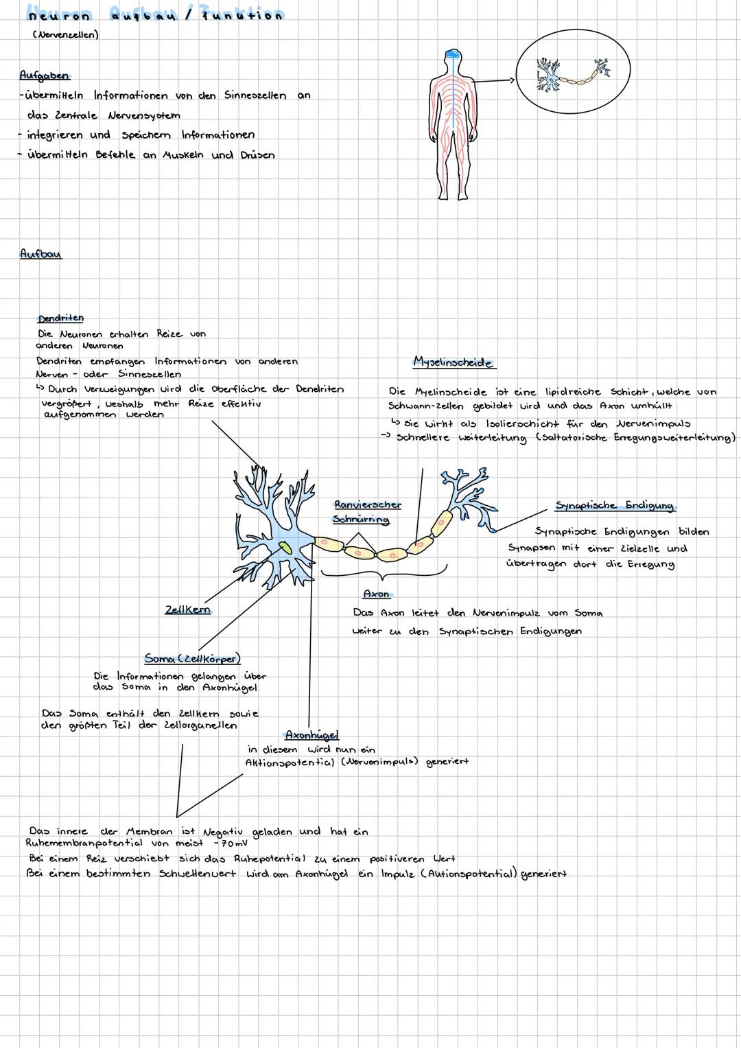 neuron
(Nervenzellen)
Qufbau/Funution
Aufgaben
-übermitteln Informationen von den Sinneszellen an
das Zentrale Nervensystem
integrieren und