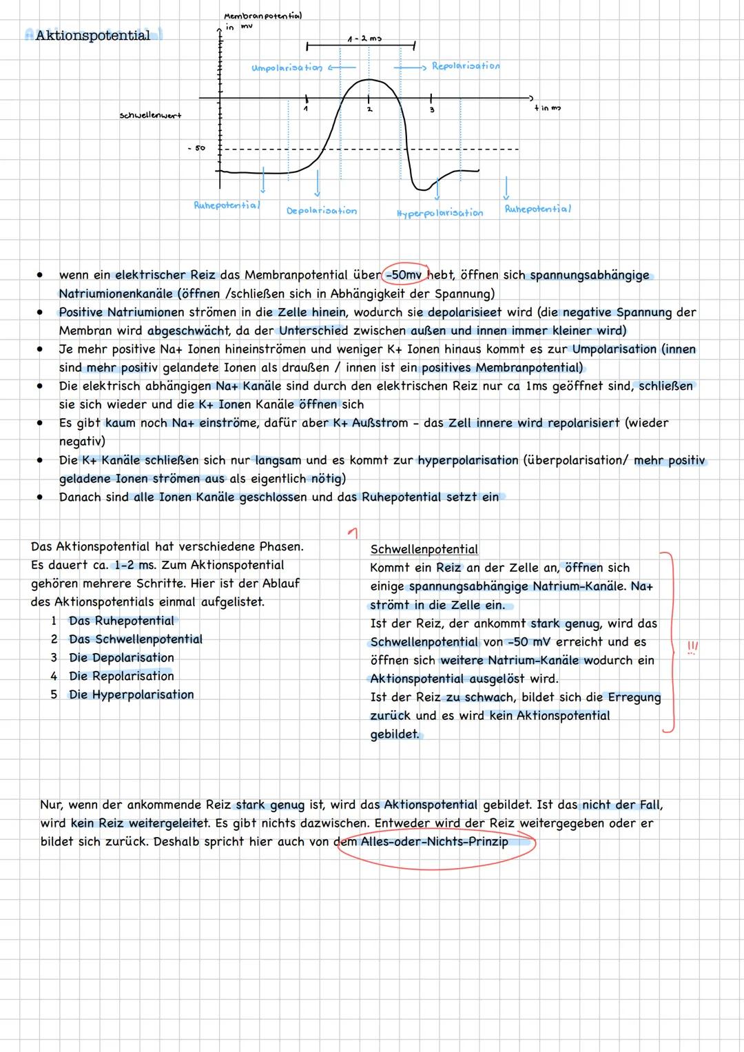 neuron
(Nervenzellen)
Qufbau/Funution
Aufgaben
-übermitteln Informationen von den Sinneszellen an
das Zentrale Nervensystem
integrieren und